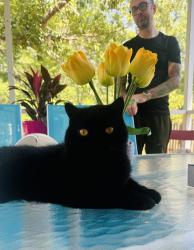 Lost Female Cat last seen Crestmont Road, Columbia, SC 29229