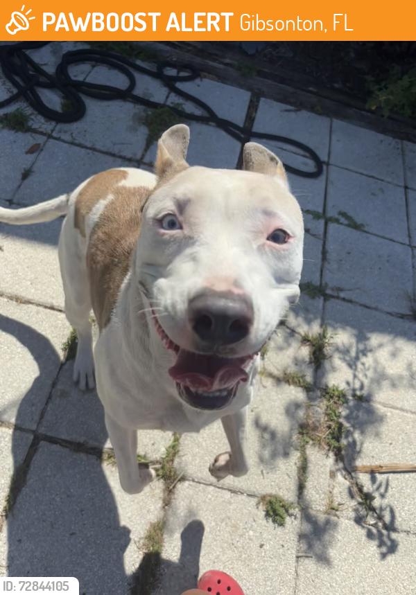 Found/Stray Female Dog last seen In the intersection of symess and east bay rd , Gibsonton, FL 33534