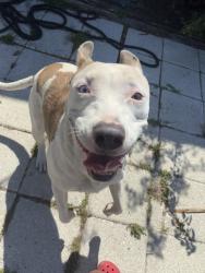 Found/Stray Female Dog last seen In the intersection of symess and east bay rd , Gibsonton, FL 33534