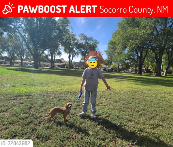 Lost Male Dog last seen Bernardo NM, Socorro County, NM 87006