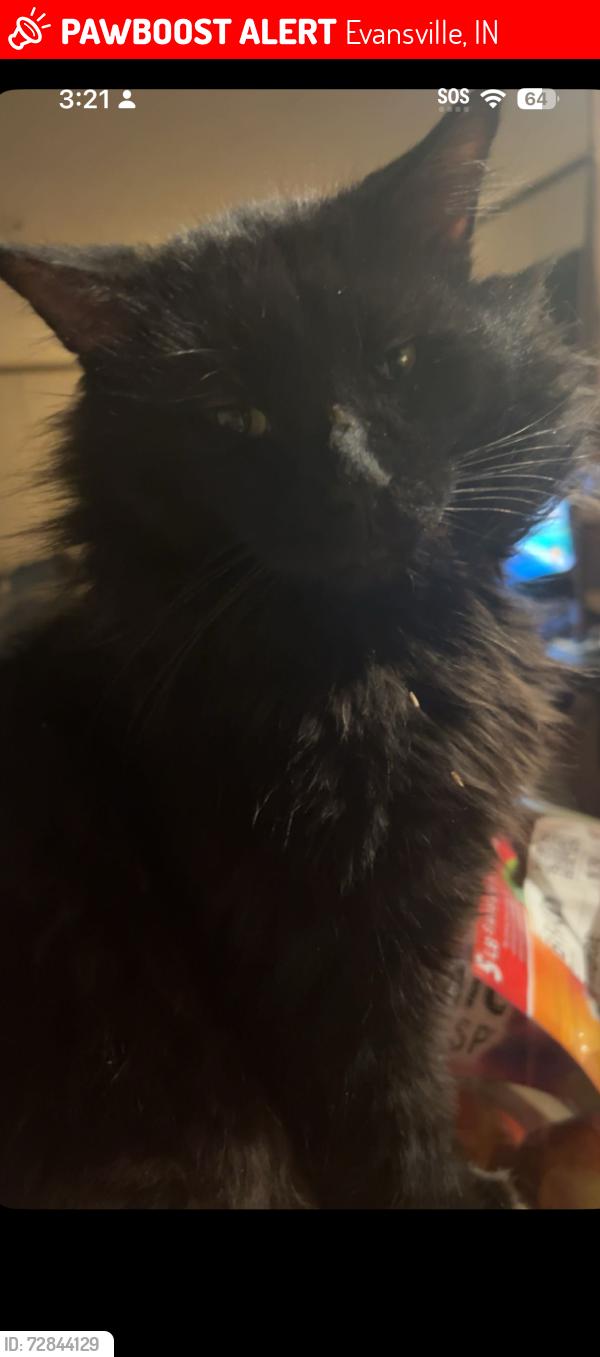Lost Male Cat last seen Near Dundee dr, Evansville, IN 47720