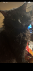 Lost Male Cat last seen Near Dundee dr, Evansville, IN 47720