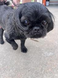 Found/Stray Male Dog last seen 29th and Ridge Road, Wichita, KS 67205