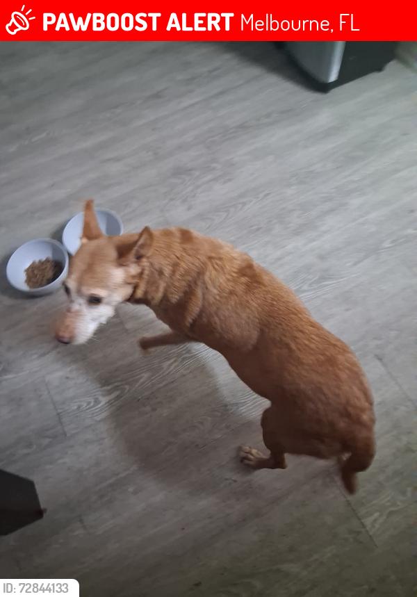 Lost Female Dog last seen Near caribbean isle blvd, Melbourne, FL 32935