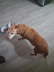 Lost Female Dog last seen Near caribbean isle blvd, Melbourne, FL 32935
