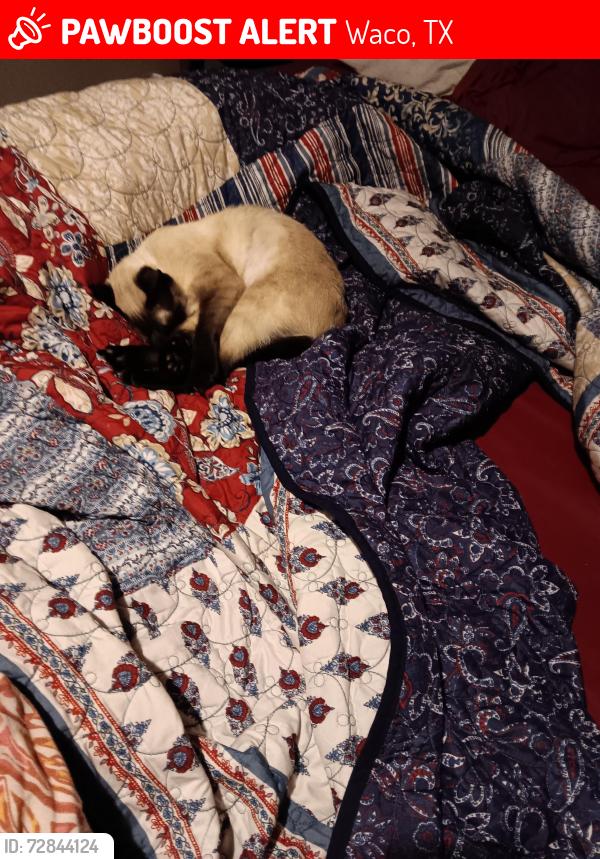 Lost Female Cat last seen Baylor University , Waco, TX 76706