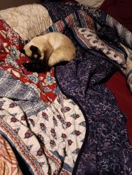 Lost Female Cat last seen Baylor University , Waco, TX 76706
