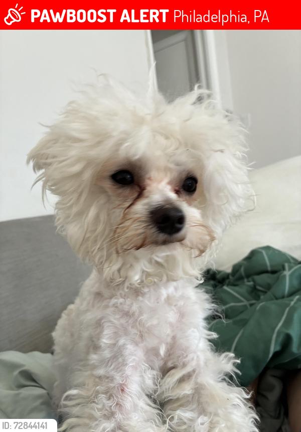 Lost Male Dog last seen Jeans st, Philadelphia, PA 19116