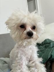 Lost Male Dog last seen Jeans st, Philadelphia, PA 19116