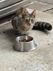 Found/Stray Female Cat last seen Henry Street, Washington Street, Rockingham County, NC 27288