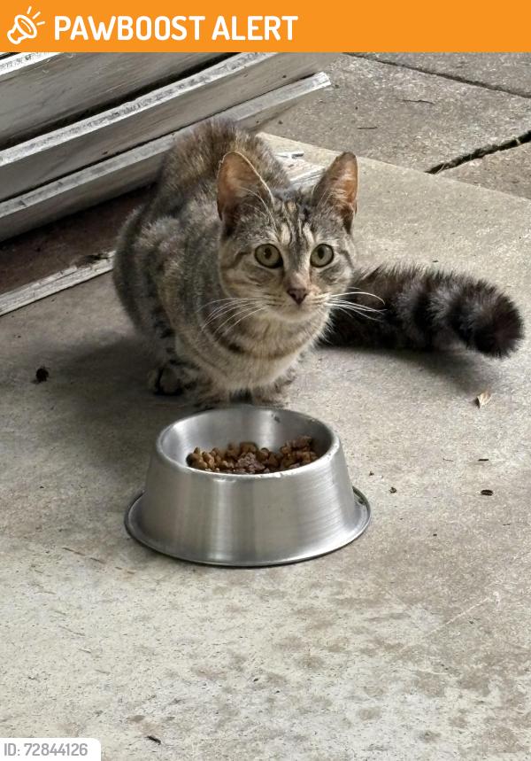Found/Stray Female Cat last seen Henry Street, Washington Street, Rockingham County, NC 27288
