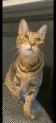Lost Female Cat last seen Valley View and Holder, Cypress, CA 90630