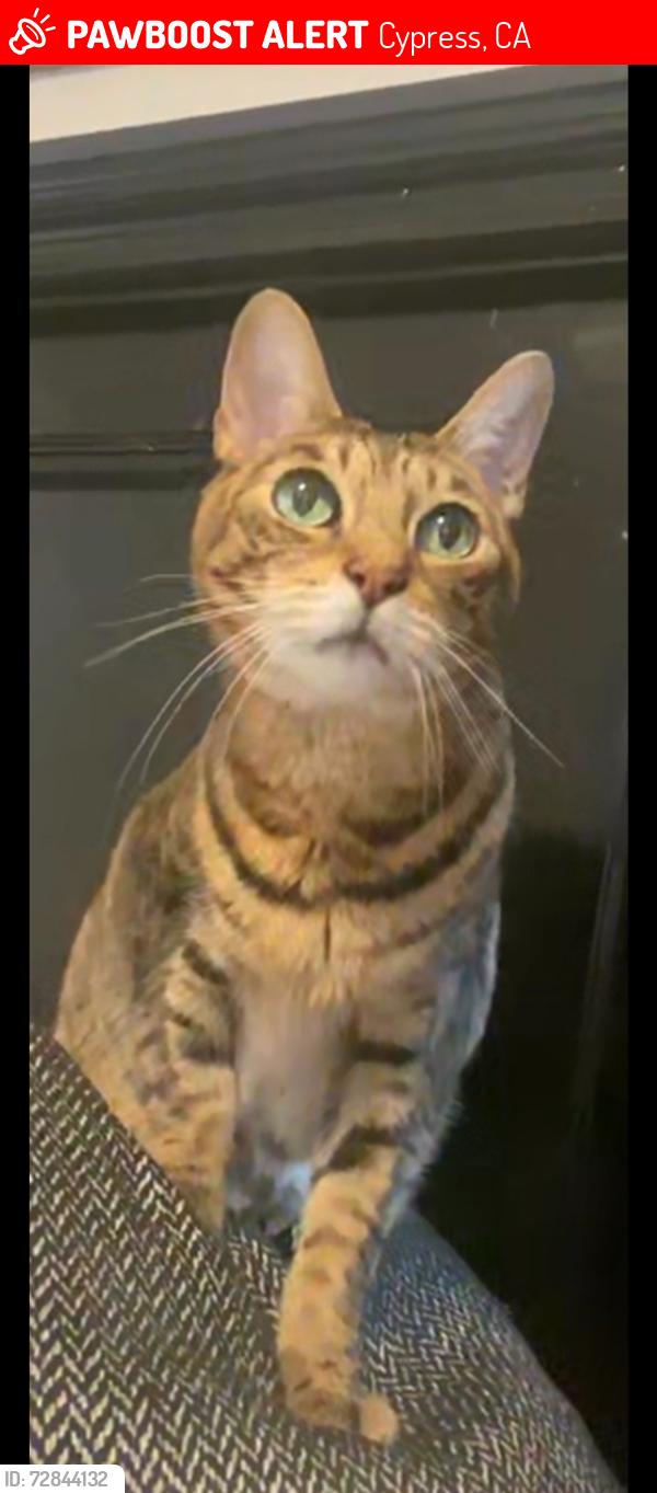 Lost Female Cat last seen Valley View and Holder, Cypress, CA 90630