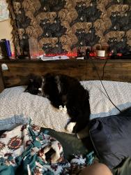 Lost Female Cat last seen HOH St, Martin Rd., Lacey, WA 98516