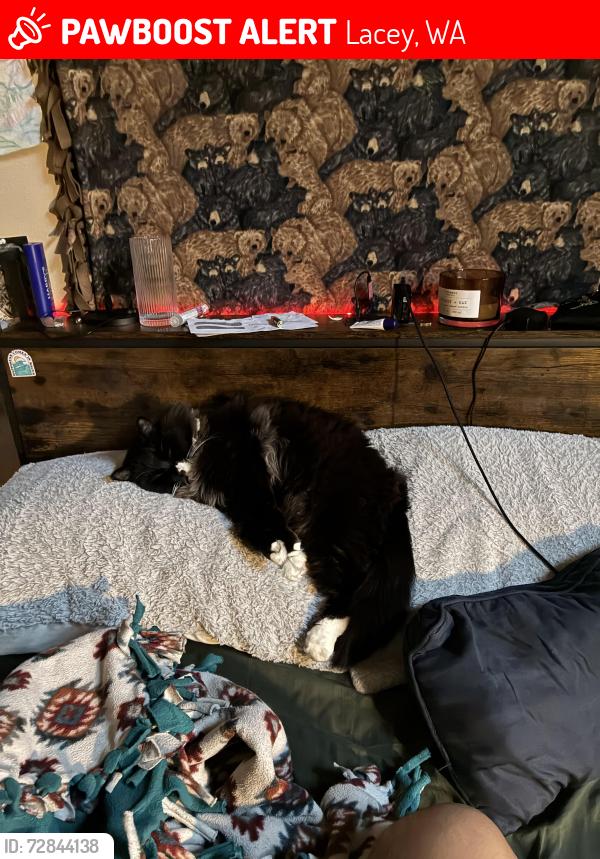 Lost Female Cat last seen HOH St, Martin Rd., Lacey, WA 98516