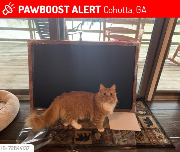 Lost Male Cat last seen Leisure Lake , Cohutta, GA 30710