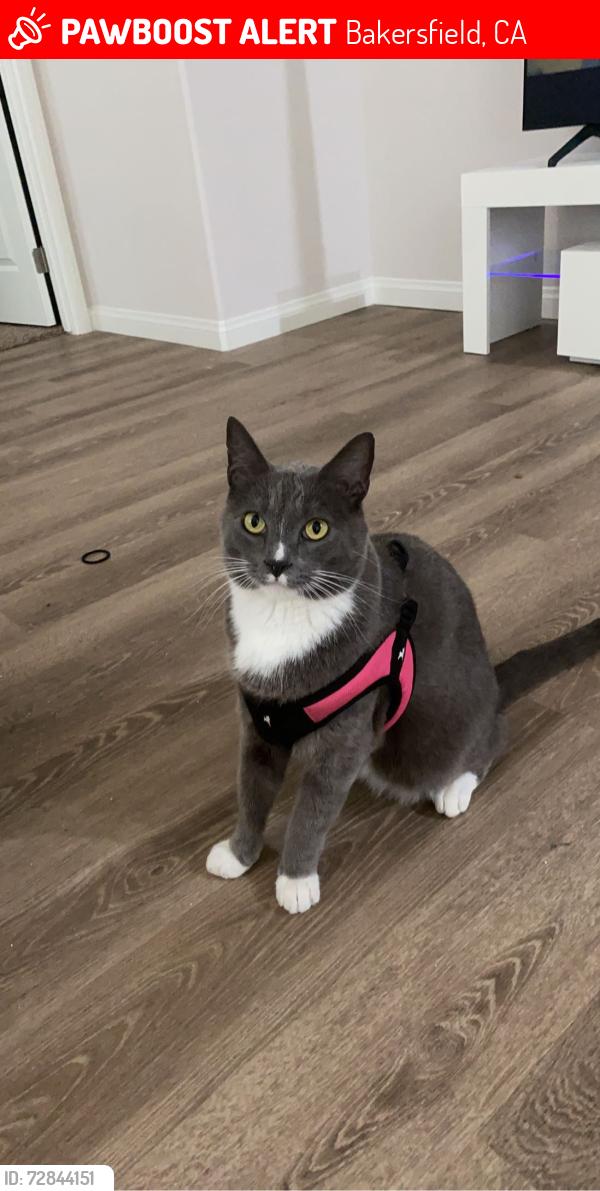 Lost Male Cat last seen Off Merle Haggard and Airport Dr , Bakersfield, CA 93308