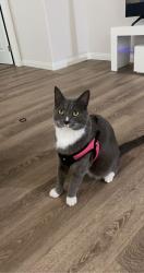 Lost Male Cat last seen Off Merle Haggard and Airport Dr , Bakersfield, CA 93308