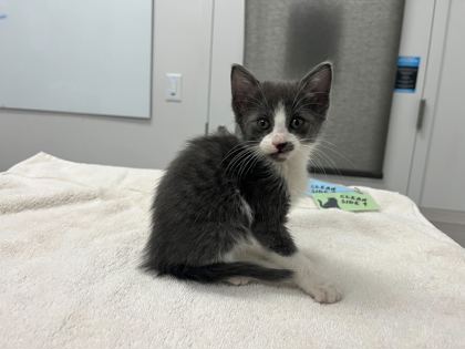 Shelter Stray Female Cat last seen highland ave kansas city mo, 64106, MO, Kansas City, MO 64132