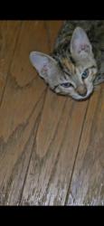 Lost Female Cat last seen NW 54th & N Tulsa, Oklahoma City, OK 73112