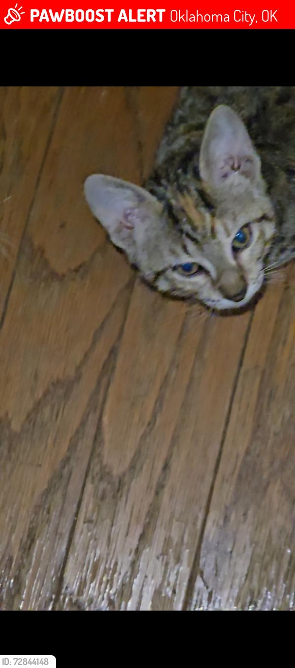 Lost Female Cat last seen NW 54th & N Tulsa, Oklahoma City, OK 73112