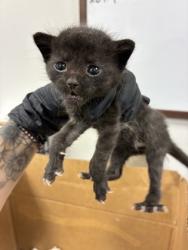 Shelter Stray Male Cat last seen E Huntsman Ave & S Clovis Ave, Fowler Zone Fresno CO 3 93625, , Fresno, CA 93706