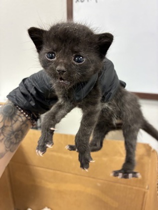 Shelter Stray Male Cat last seen E Huntsman Ave & S Clovis Ave, Fowler Zone Fresno CO 3 93625, , Fresno, CA 93706