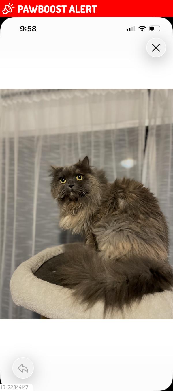 Lost Female Cat last seen Capilano road Kits road , Pemberton Heights, BC V7P 2B9