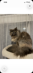 Lost Female Cat last seen Capilano road Kits road , Pemberton Heights, BC V7P 2B9