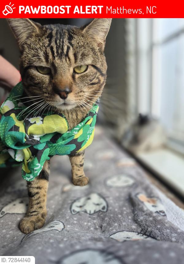 Lost Male Cat last seen Melrose Club Drive, Matthews NC, Matthews, NC 28105