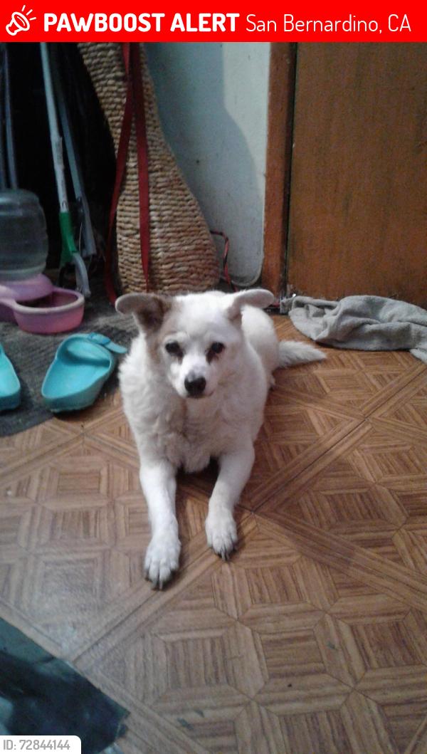 Lost Female Dog last seen Garner and spruce , San Bernardino, CA 92411