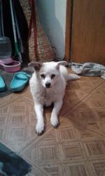 Lost Female Dog last seen Garner and spruce , San Bernardino, CA 92411