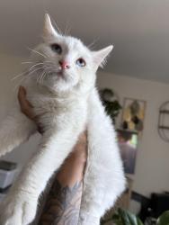 Lost Male Cat last seen Jay St & 14th Ave, Lakewood, CO 80214