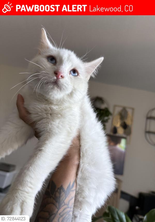 Lost Male Cat last seen Jay St & 14th Ave, Lakewood, CO 80214