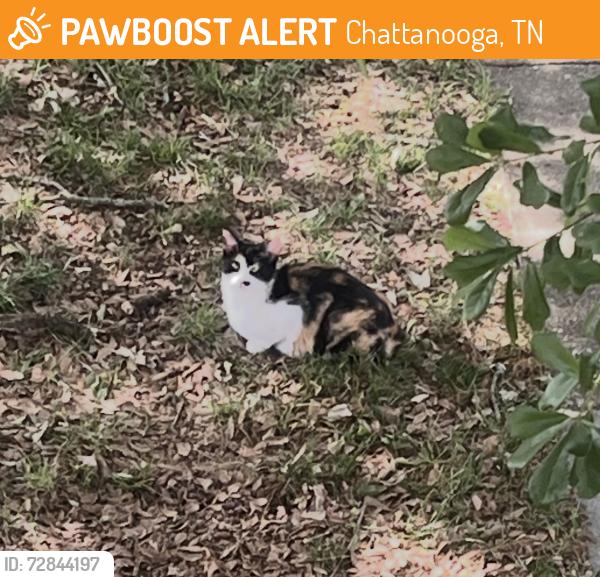 Found/Stray Female Cat last seen Germantown Circle, Chattanooga, TN 37412