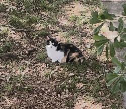 Found/Stray Female Cat last seen Germantown Circle, Chattanooga, TN 37412