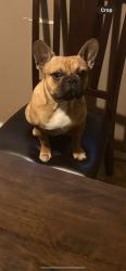 Lost Male Dog last seen Oris & Aranbe, Compton, CA 90222