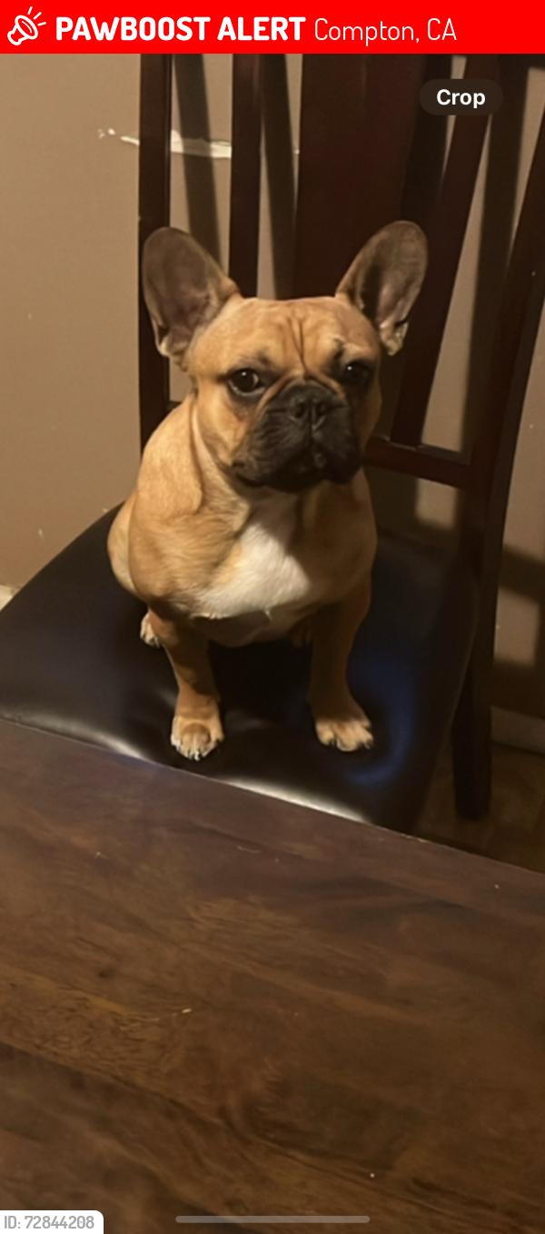 Lost Male Dog last seen Oris & Aranbe, Compton, CA 90222