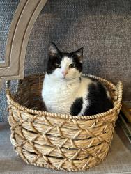 Reunited Male Cat last seen Massard Rd, Rogers Ave, Fort Smith, AR 72903