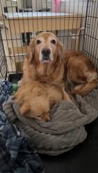 Lost Female Dog last seen Shaw and polk, Fresno, CA 93722