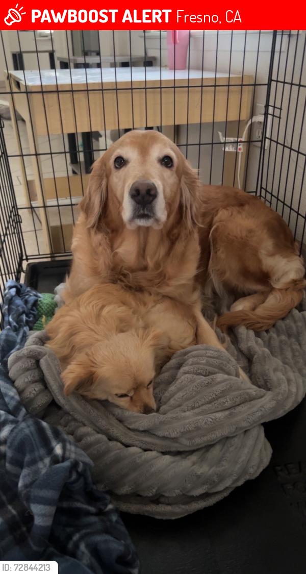 Lost Female Dog last seen Shaw and polk, Fresno, CA 93722