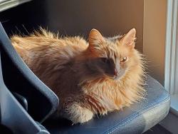 Lost Female Cat last seen Hillview Drive off Parkway Blvd., Elizabethton, TN 37643