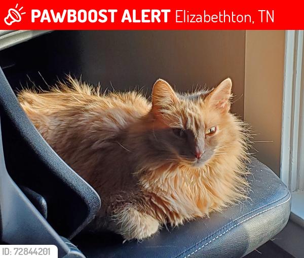 Lost Female Cat last seen Hillview Drive off Parkway Blvd., Elizabethton, TN 37643