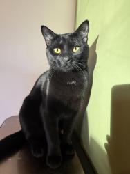 Lost Male Cat last seen Victoria Landing Dr and Victoria Road, Woodstock, GA 30189