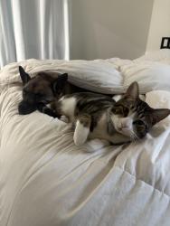 Lost Male Cat last seen Monroe st midway city , Midway City, CA 92655