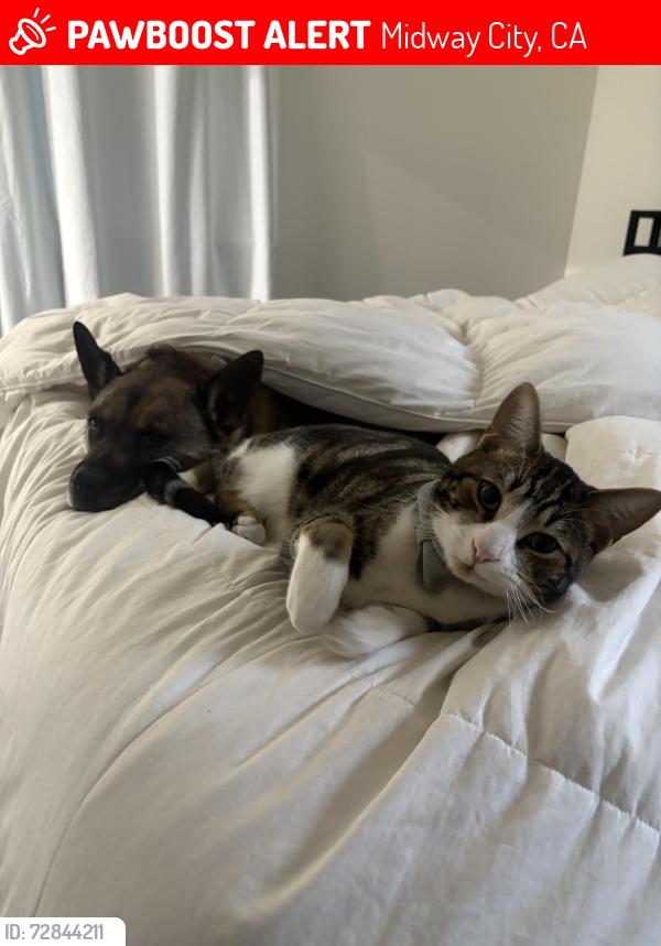 Lost Male Cat last seen Monroe st midway city , Midway City, CA 92655