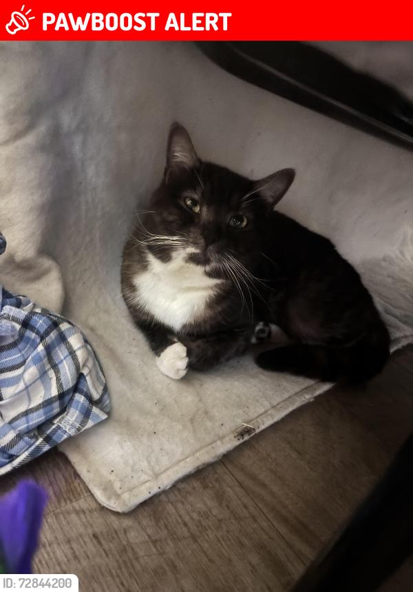 Lost Male Cat last seen Martineau Lane , East Sussex, England TN35