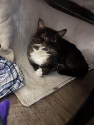 Lost Male Cat last seen Martineau Lane , East Sussex, England TN35