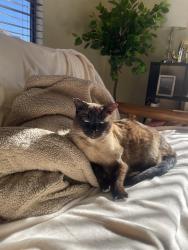 Lost Male Cat last seen S Vincent Mesa, Arizona, Mesa, AZ 85212