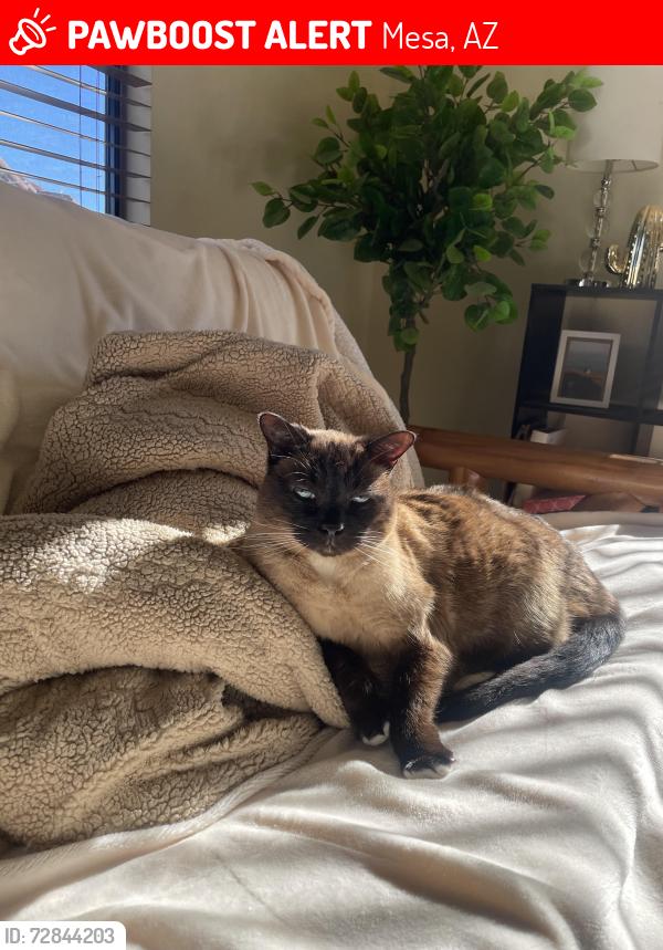 Lost Male Cat last seen S Vincent Mesa, Arizona, Mesa, AZ 85212